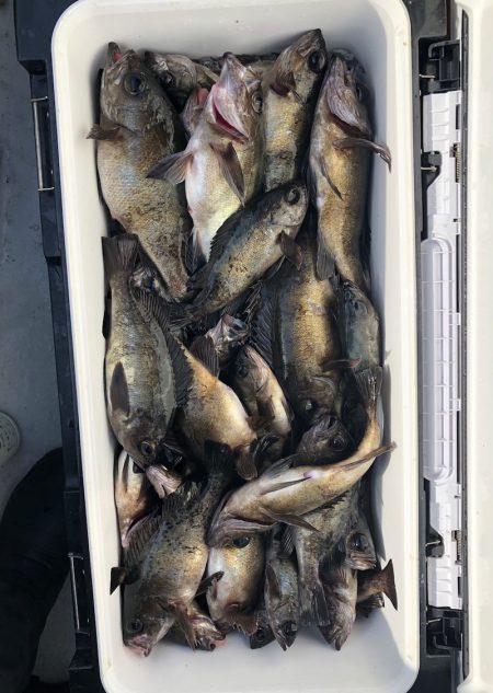 フィッシング　キッタカ 釣果