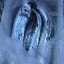 フィッシング　キッタカ 釣果