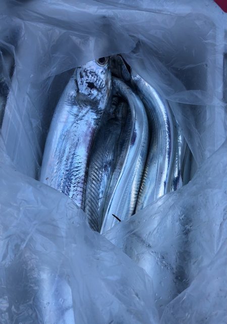 フィッシング　キッタカ 釣果