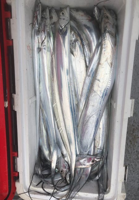 フィッシング　キッタカ 釣果