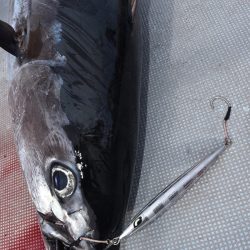 渡船屋たにぐち 釣果