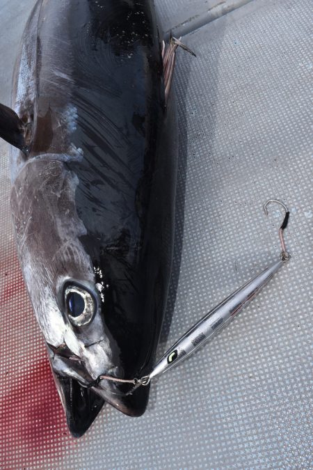 渡船屋たにぐち 釣果