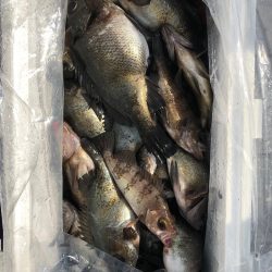 フィッシング キッタカ 釣果