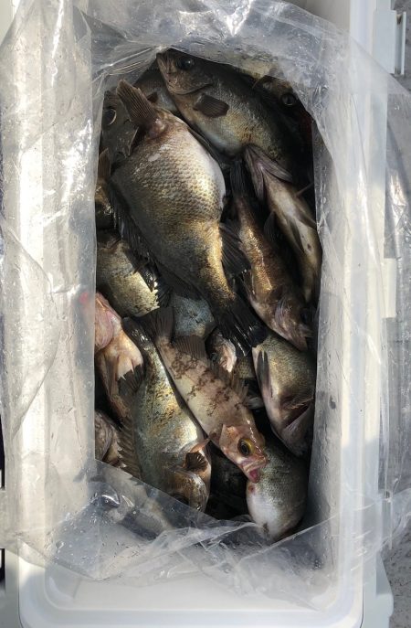 フィッシング キッタカ 釣果