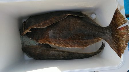 フィッシングガイド りょう 釣果