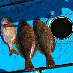 フィッシングガイド りょう 釣果