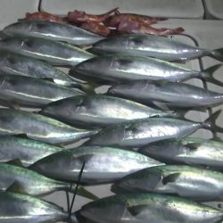 JDI Racing シールズマリンレジャー 釣果