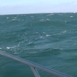 JDI Racing シールズマリンレジャー 釣果