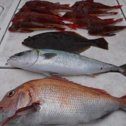 JDI Racing シールズマリンレジャー 釣果