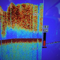 JDI Racing シールズマリンレジャー 釣果