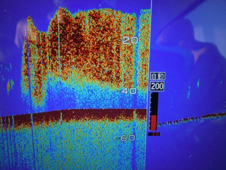 JDI Racing シールズマリンレジャー 釣果