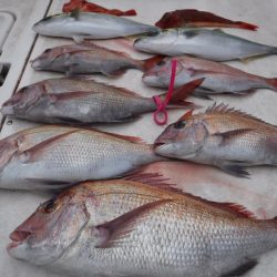 ＪＤＩ　Ｒａｃｉｎｇ　シールズマリンレジャー 釣果