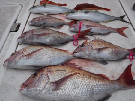 ＪＤＩ　Ｒａｃｉｎｇ　シールズマリンレジャ…