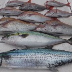 ＪＤＩ　Ｒａｃｉｎｇ　シールズマリンレジャー 釣果