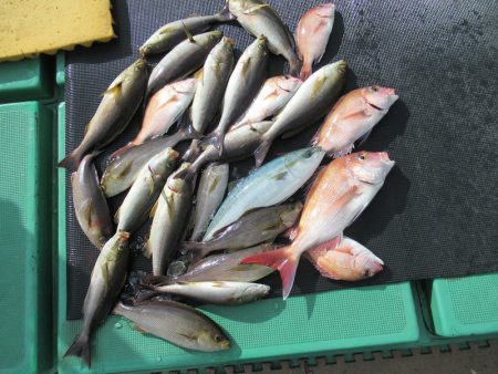 真祐丸 （しんゆうまる） 釣果