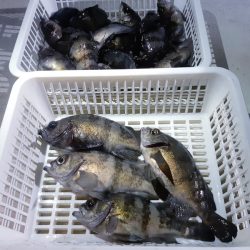 KIM Fishing Guide Service 釣果