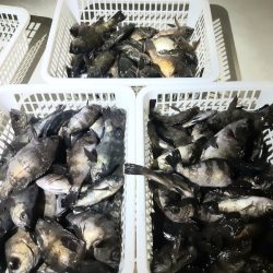 KIM Fishing Guide Service 釣果