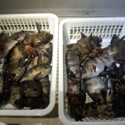 KIM Fishing Guide Service 釣果