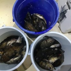 KIM Fishing Guide Service 釣果