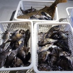 KIM Fishing Guide Service 釣果