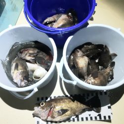 KIM Fishing Guide Service 釣果