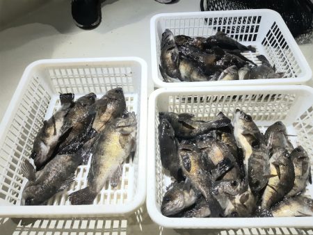 KIM Fishing Guide Ser…