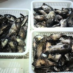 KIM Fishing Guide Service 釣果