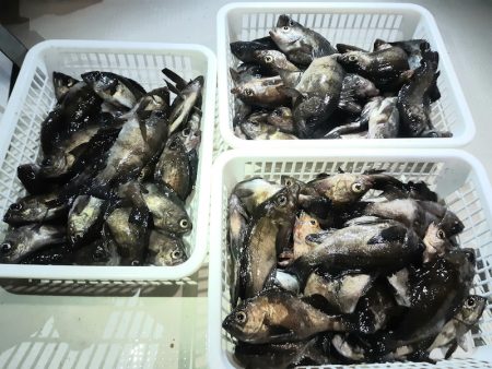 KIM Fishing Guide Ser…