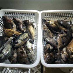 KIM Fishing Guide Service 釣果