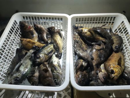 KIM Fishing Guide Ser…