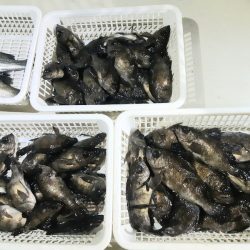 KIM Fishing Guide Service 釣果