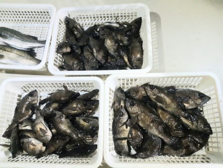 KIM Fishing Guide Ser…