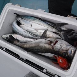 BlueNote Fishing Taxi 釣果