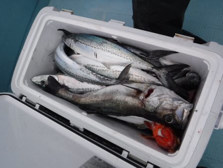 BlueNote Fishing Taxi 釣果