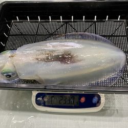 South Current 釣果