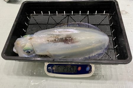 South Current 釣果