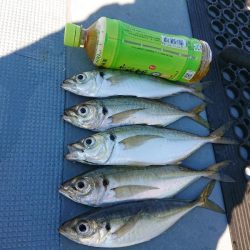 深川 吉野屋 釣果