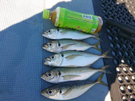 深川 吉野屋 釣果