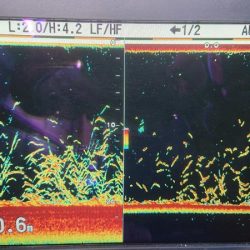 深川 吉野屋 釣果