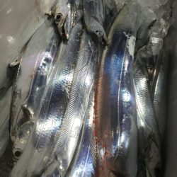 舵丸 釣果