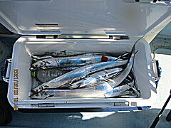 遊漁船 未紗奈 釣果