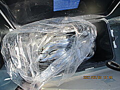 遊漁船 未紗奈 釣果