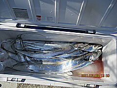 遊漁船 未紗奈 釣果