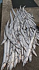 遊漁船 未紗奈 釣果