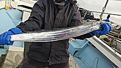 遊漁船 未紗奈 釣果