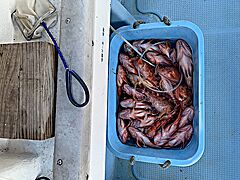 遊漁船 未紗奈 釣果