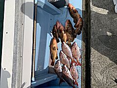 遊漁船 未紗奈 釣果