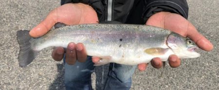 深日港 サクラマス