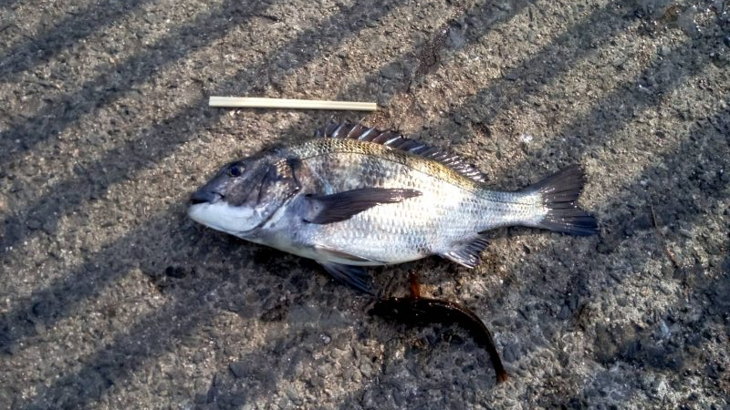 チヌ釣り