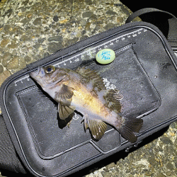 高砂メバリング